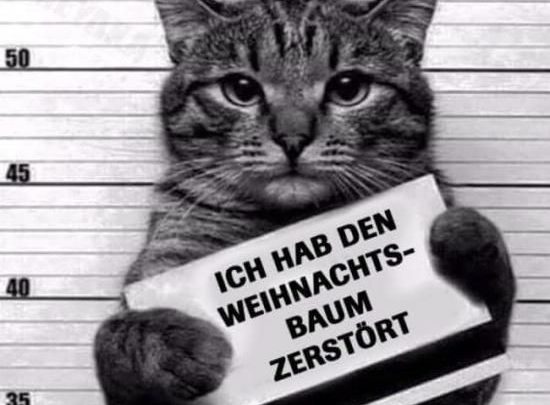 Lustige Tierbilder Hunde Bilder und Sprüche für Whatsapp und Facebook