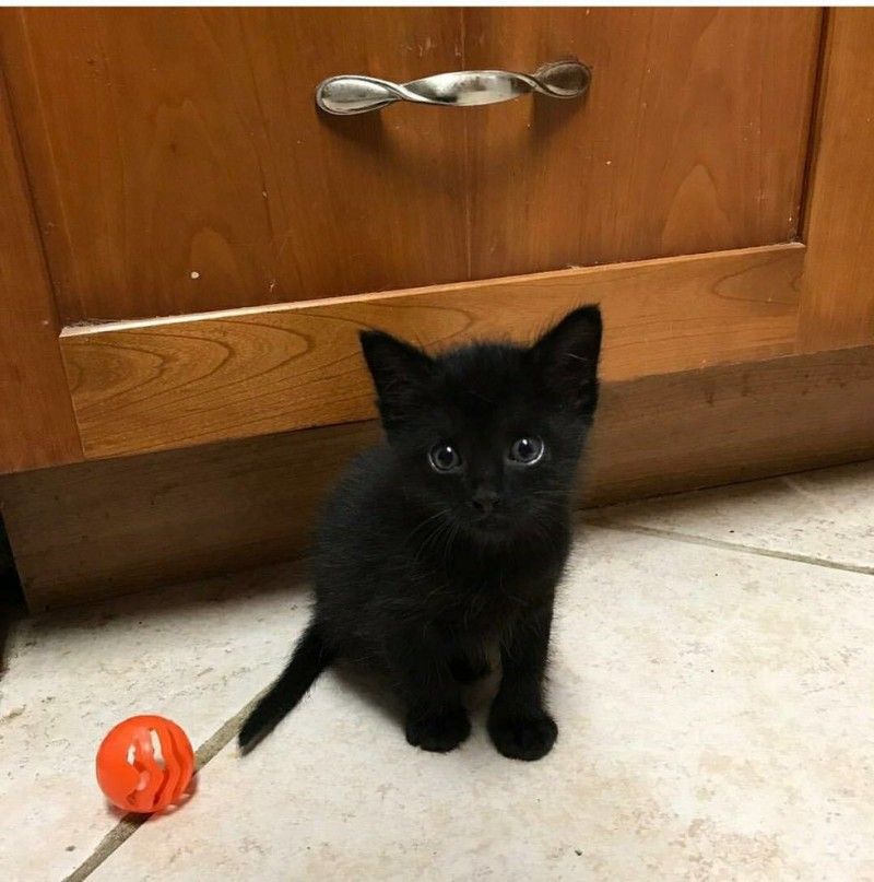 My Cat Pics Bilder My Cat Pics Bilder - My Cat Pics Bilder