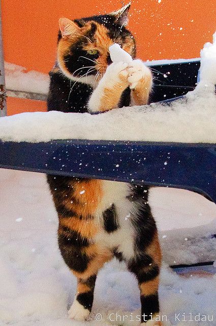 Pics Of Cute White Cats Bilder Pics Of Cute White Cats Bilder - Pics Of Cute White Cats Bilder
