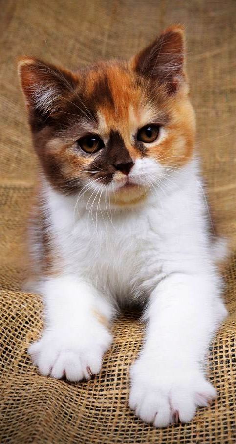 Pictures Of Kittens With Captions Bilder Pictures Of Kittens With Captions Bilder - Pictures Of Kittens With Captions Bilder