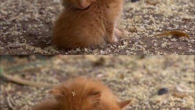 Ebay Katzen Kaufen Bilder Und Sprüche Für Whatsapp Und