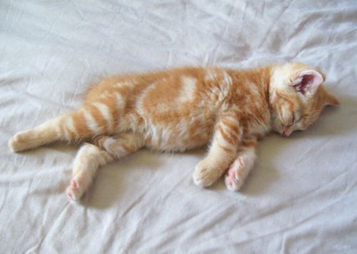 Susse Bilder Von Katzen Bilder Und Spruche Fur Whatsapp Und Facebook Kostenlos