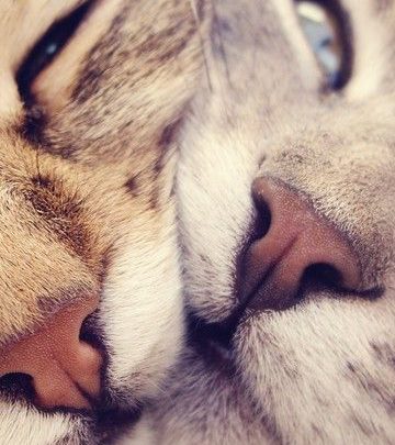 Susse Tier Bilder Bilder Und Spruche Fur Whatsapp Und Facebook