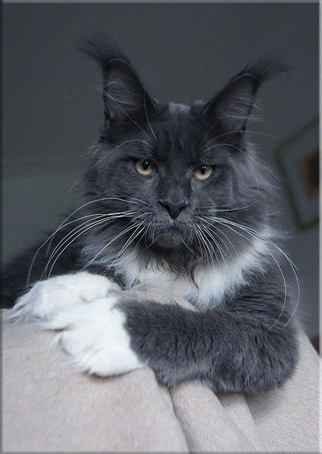 Süße Katzen Gif | Bilder und Sprüche für Whatsapp und Facebook kostenlos