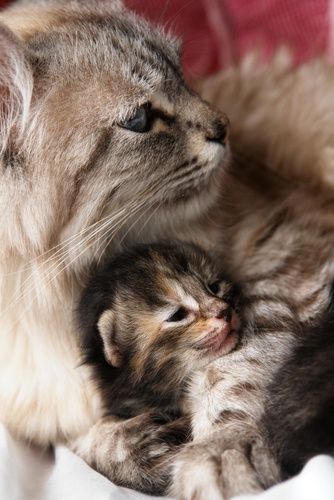 Katzen Verkaufen Katzen Verkaufen