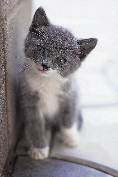 Süße Katzenbabys Bilder Bilder und Sprüche für Whatsapp und Facebook