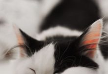Süße Katzenbilder Kostenlos Downloaden 220x150 - Süße Katzenbilder Kostenlos Downloaden