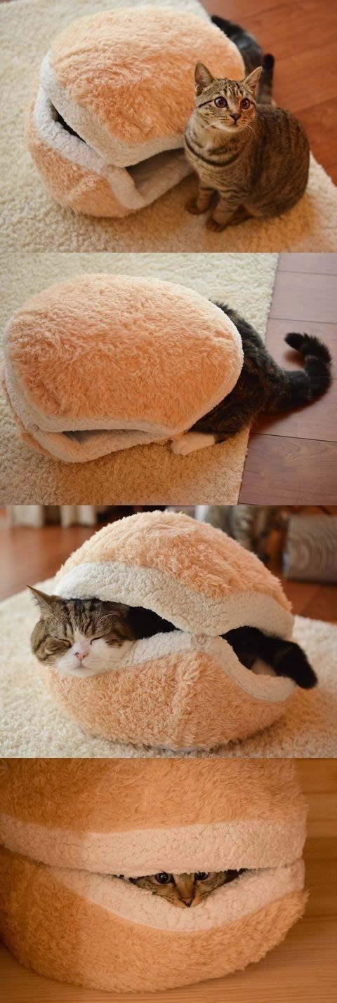 The Cat Photo Bilder The Cat Photo Bilder - The Cat Photo Bilder