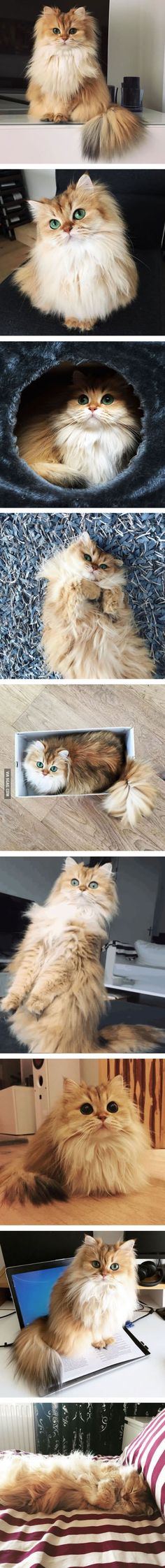 The Cat Pictures Bilder The Cat Pictures Bilder - The Cat Pictures Bilder