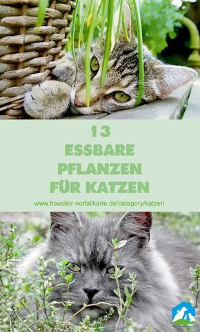Trächtigkeit Katze Trächtigkeit Katze - Trächtigkeit Katze