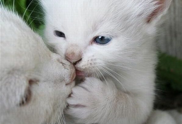 Zeig Mir Bilder Von Katzen Bilder und Sprüche für Whatsapp und