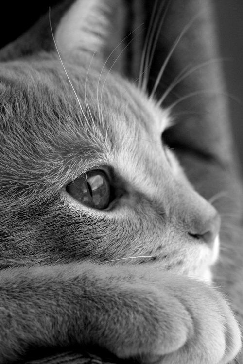 beautiful cat photos download bilder beautiful cat photos download bilder - beautiful cat photos download bilder