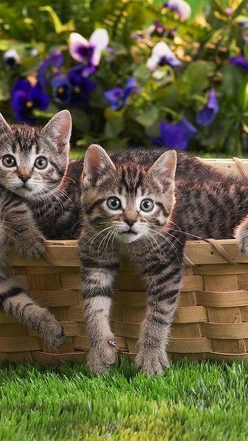 images of adorable cats bilder - images of adorable cats bilder