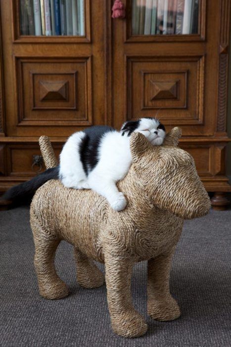 ok google pictures of cats bilder ok google pictures of cats bilder - ok google pictures of cats bilder