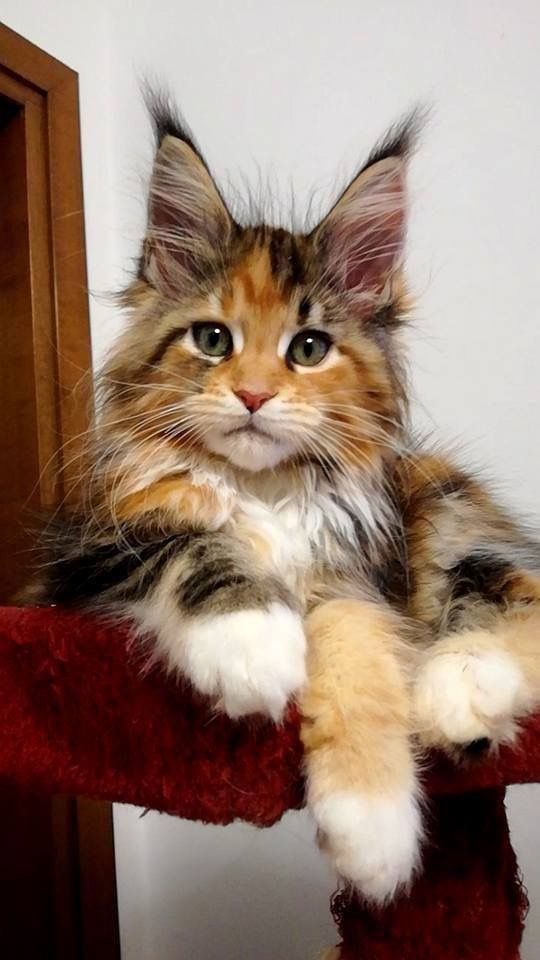 webphotocat bilder webphotocat bilder - webphotocat bilder