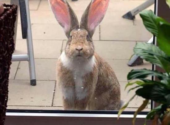 Süße Ostergrüße Bilder 2021 Süße Ostergrüße Bilder 2021