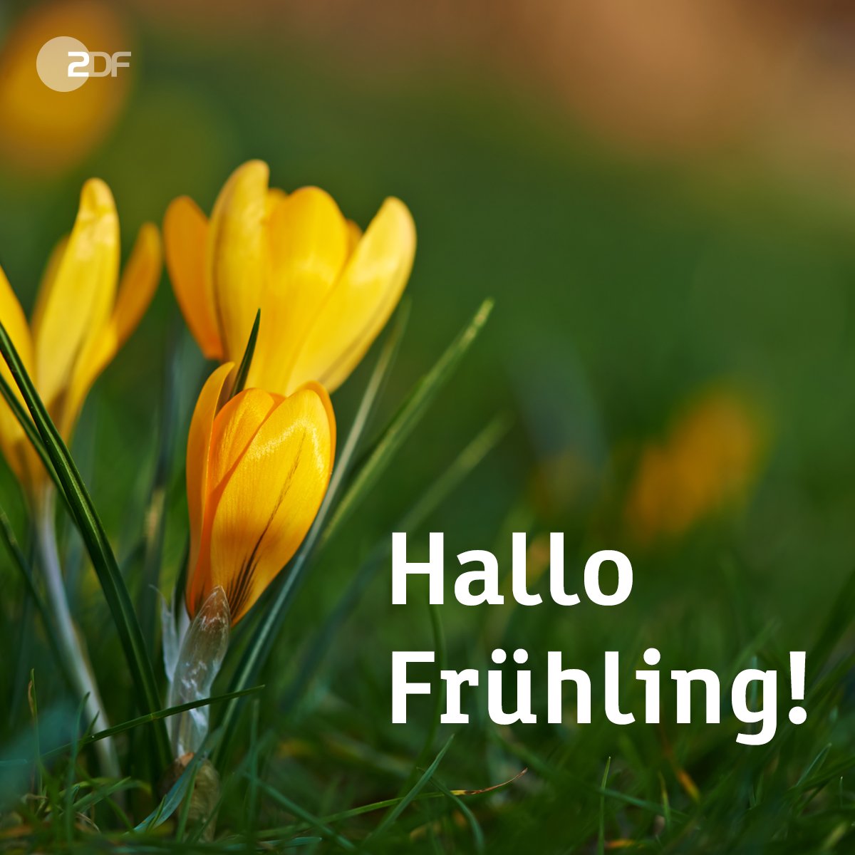 Hallo frühling bilder | Bilder und Sprüche für Whatsapp und Facebook