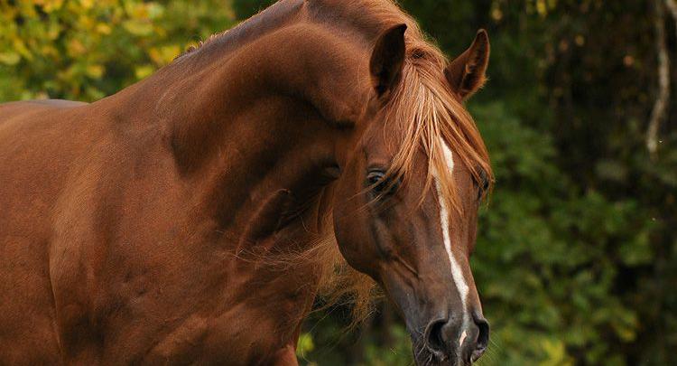 andalusier pferd für facebook  bilder und sprüche für
