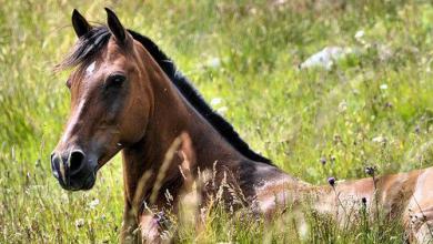 Andalusier Pferde Bilder Für Whatsapp 390x220 - Andalusier Pferde Bilder Für Whatsapp