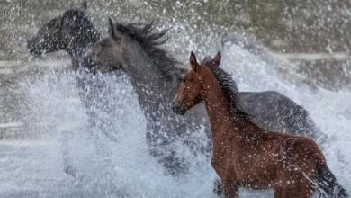 Belgier Pferd Kaufen Kostenlos Herunterladen 390x220 - Belgier Pferd Kaufen Kostenlos Herunterladen
