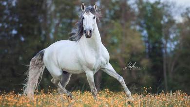 Bild Lachendes Pferd Kostenlos Herunterladen 390x220 - Bild Lachendes Pferd Kostenlos Herunterladen