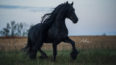 Die Schönsten Pferdebilder 390x220 - Die Schönsten Pferdebilder