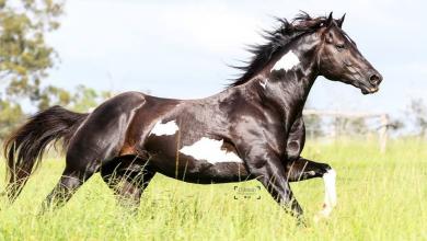 Die Schönsten Pferdebilder Kostenlos Herunterladen 390x220 - Die Schönsten Pferdebilder Kostenlos Herunterladen