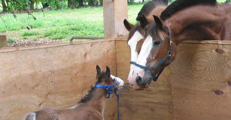 Whatsapp Bilder Und Videos Nicht Automatisch Herunterladen