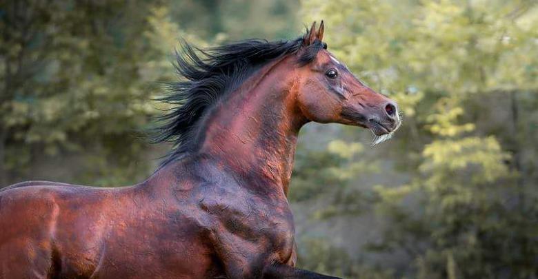 friesen pferd kaufen für facebook  bilder und sprüche für