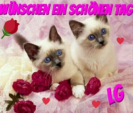 Guten Morgen Und Einen Schönen Tag Guten Morgen Und Einen Schönen Tag - Guten Morgen Und Einen Schönen Tag