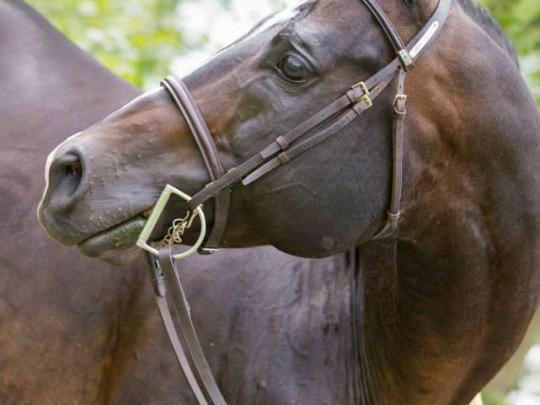 Ausmalbilder Pferde Haflinger Malvorlagen