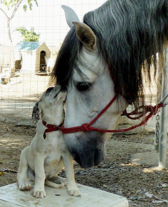 Ausmalbilder Pferde Haflinger Malvorlagen