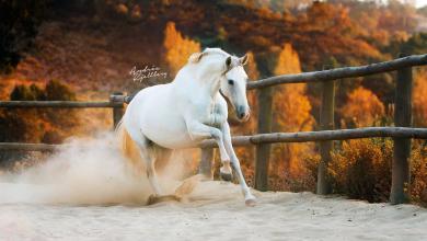 Hübsche Pferde Bilder 390x220 - Hübsche Pferde Bilder