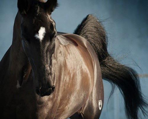 ausmalbilder pferde andalusier  jakari malvorlagen