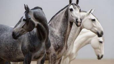 Pferde Andalusier Bilder Kostenlos Herunterladen 390x220 - Pferde Andalusier Bilder Kostenlos Herunterladen