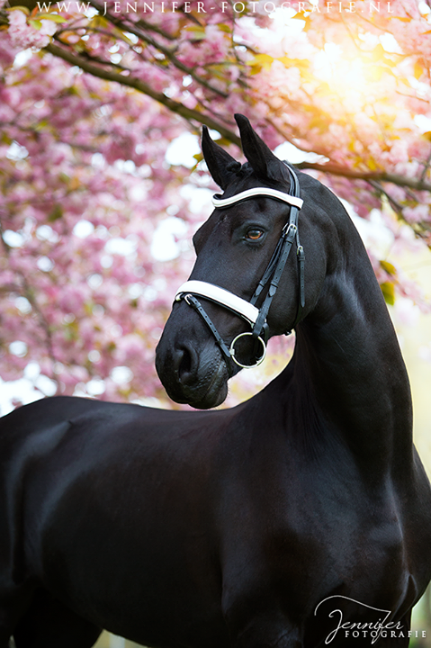 Pferderassen Bilder Zum Drucken Für Whatsapp | Bilder und Sprüche für