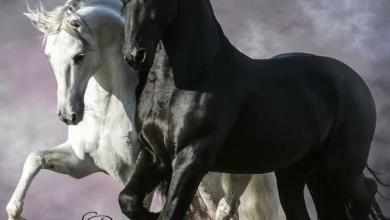Ponys Und Pferde Zu Verkaufen Kostenlos Herunterladen 390x220 - Ponys Und Pferde Zu Verkaufen Kostenlos Herunterladen