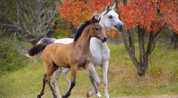Russische Pferde Kaufen Für Facebook Bilder und Sprüche für Whatsapp