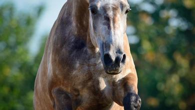 Schöne Pferde Hintergrundbilder 390x220 - Schöne Pferde Hintergrundbilder
