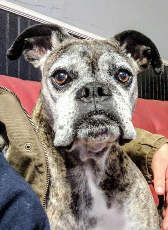 Bilder Über Hunde Kostenlos Herunterladen Bilder und Sprüche für