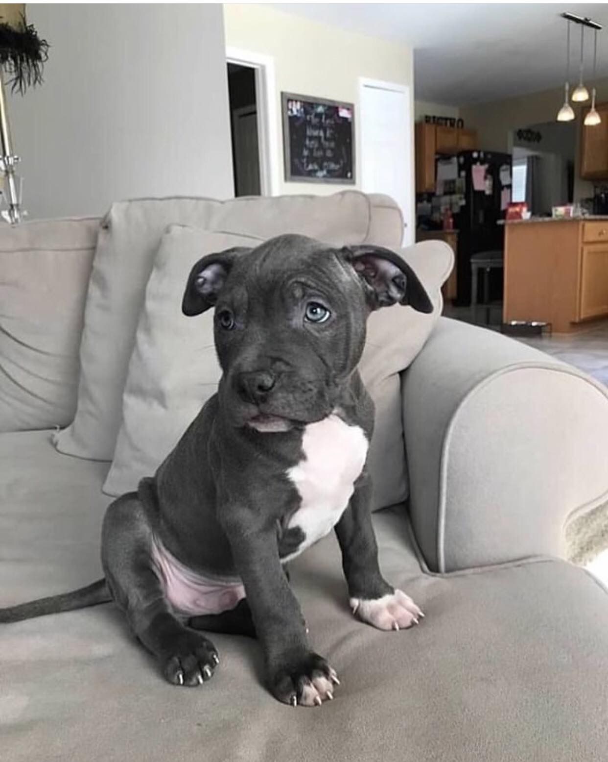 Hund Weiß Braun Bilder und Sprüche für Whatsapp und Facebook kostenlos