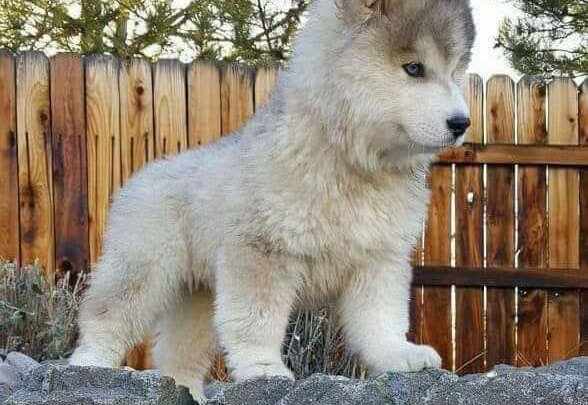 Braune Kurzhaarige Hunde Bilder und Sprüche für Whatsapp und Facebook