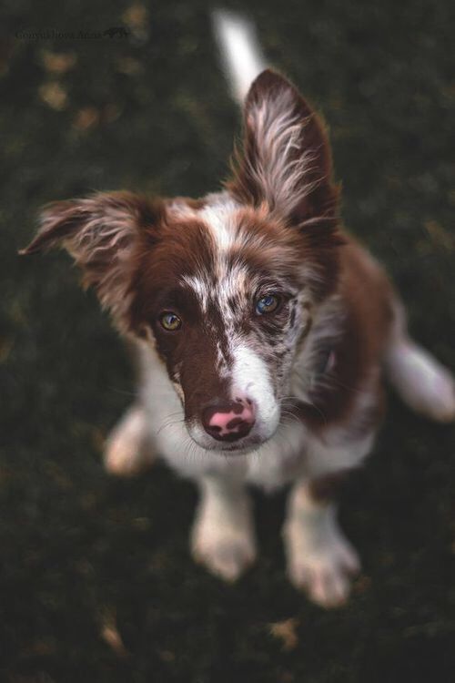 Brauner Kurzhaar Hund Bilder und Sprüche für Whatsapp und Facebook