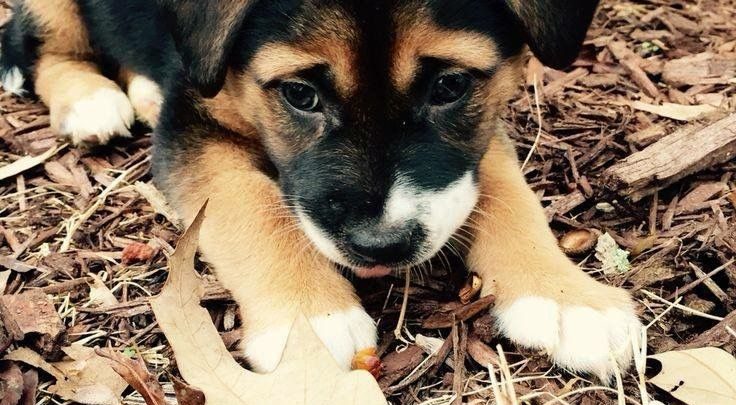 Coole Hunde Bilder Für Facebook Bilder und Sprüche für Whatsapp und