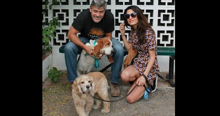 Große Langhaarige Hunde Bilder und Sprüche für Whatsapp und Facebook