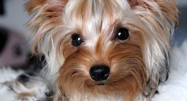 Hund Braun Groß Bilder und Sprüche für Whatsapp und Facebook kostenlos