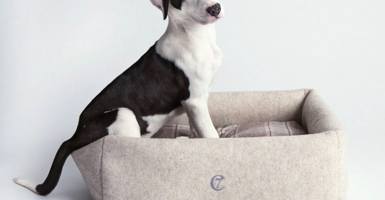 Download Hunde sprueche liebe englisch Desktop Wallpaper Hunde Sprueche Liebe Englisch