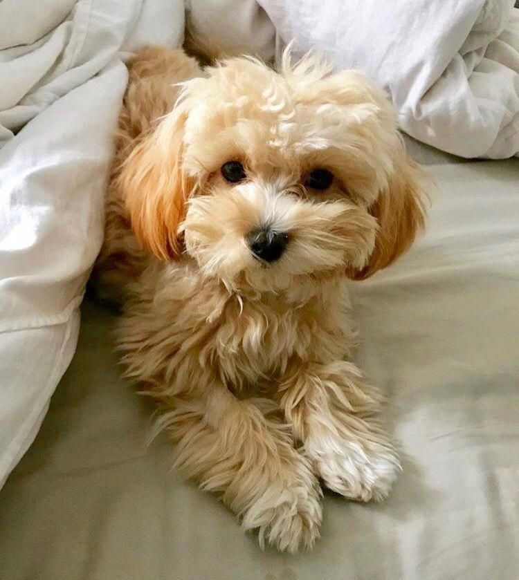 Hund Groß Langhaar Bilder und Sprüche für Whatsapp und Facebook kostenlos