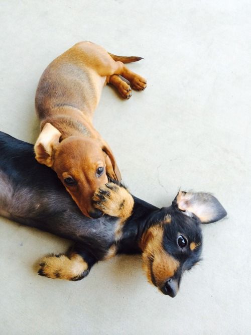 Trauerbilder Hund Für Whatsapp Bilder und Sprüche für Whatsapp und