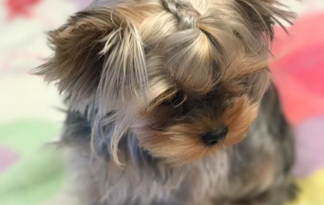 Hund Mit Schlappohren Rasse Bilder und Sprüche für Whatsapp und